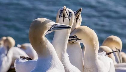 开云-火箭将加入伊巴卡争夺战 角色球员才是休赛期主角