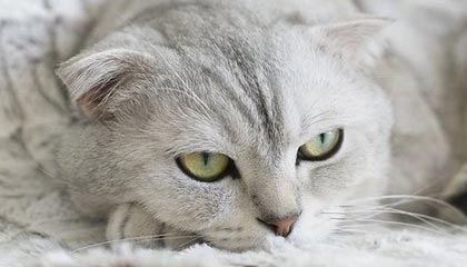 开云-湖人得到施罗德后如虎添翼，但交易也留下巨大隐患