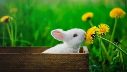 开云-湖人对库兹马去留持开放态度 市场价值不高难出手